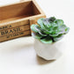 Artificial Succulent Plants