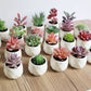 Artificial Succulent Plants