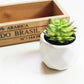 Artificial Succulent Plants