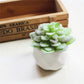 Artificial Succulent Plants