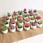 Artificial Succulent Plants